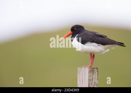 Austernfänger auf den Shetland-Inseln. Stockfoto