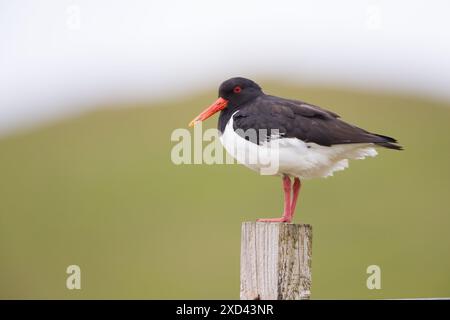 Austernfänger auf den Shetland-Inseln. Stockfoto