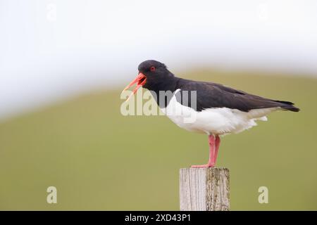 Austernfänger auf den Shetland-Inseln. Stockfoto