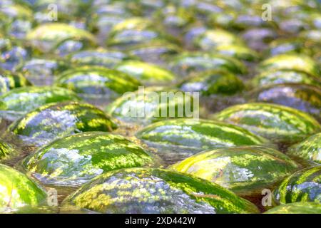 Wassermelonen, die im Wasser schwimmen. Unscharfer abstrakter Hintergrund. Nahaufnahme, Textur, Hintergrund Stockfoto