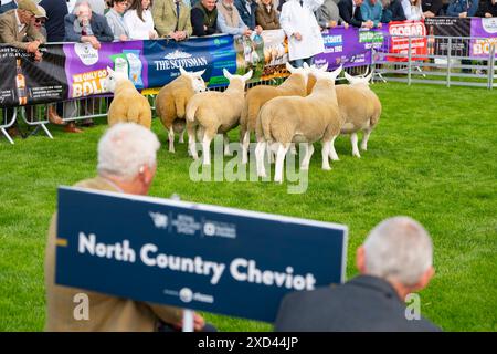 Edinburgh, Schottland, Großbritannien. Juni 2024. Eröffnungstag der Royal Highland Show in Ingliston Edinburgh. Die jährlich stattfindende Royal Highland Show zeigt das Landleben und die Geschäfte in Schottland. Iain Masterton/Alamy Live News Stockfoto