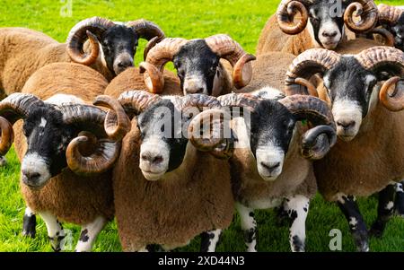 Edinburgh, Schottland, Großbritannien. Juni 2024. Eröffnungstag der Royal Highland Show in Ingliston Edinburgh. Die jährlich stattfindende Royal Highland Show zeigt das Landleben und die Geschäfte in Schottland. Iain Masterton/Alamy Live News Stockfoto