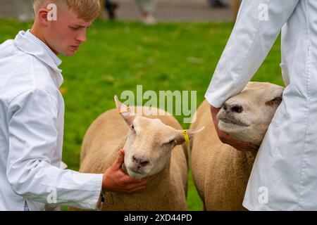 Edinburgh, Schottland, Großbritannien. Juni 2024. Eröffnungstag der Royal Highland Show in Ingliston Edinburgh. Die jährlich stattfindende Royal Highland Show zeigt das Landleben und die Geschäfte in Schottland. Iain Masterton/Alamy Live News Stockfoto