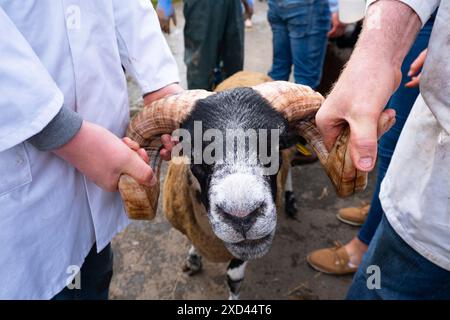 Edinburgh, Schottland, Großbritannien. Juni 2024. Eröffnungstag der Royal Highland Show in Ingliston Edinburgh. Die jährlich stattfindende Royal Highland Show zeigt das Landleben und die Geschäfte in Schottland. Iain Masterton/Alamy Live News Stockfoto