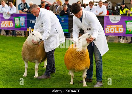 Edinburgh, Schottland, Großbritannien. Juni 2024. Eröffnungstag der Royal Highland Show in Ingliston Edinburgh. Die jährlich stattfindende Royal Highland Show zeigt das Landleben und die Geschäfte in Schottland. Iain Masterton/Alamy Live News Stockfoto