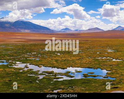 Hochlandlandschaft mit Tundra, Bergen und Lagunen, Atacamawüste, Chile Stockfoto
