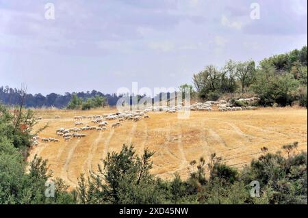 Geerntete Weizenfelder, Landschaft südlich von Pienza, Toskana, Italien, Europa, Goldene Felder mit Heuballen verstreut unter einem klaren blauen Himmel, Toscana Stockfoto