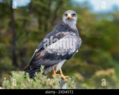 Andenbussard (Geranoaetus melanoleucus) auch bekannt als Aguja, Blauer Bussard, Kordilleradler, Patagonien, Chile Stockfoto