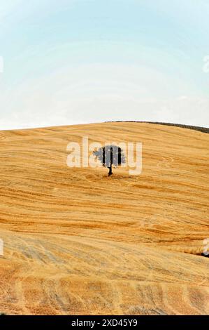 Geerntete Weizenfelder, Landschaft südlich von Pienza, Toskana, Italien, Europa, Heuballen verstreut in einem großen goldenen Weizenfeld, Toskana, Europa Italien Stockfoto