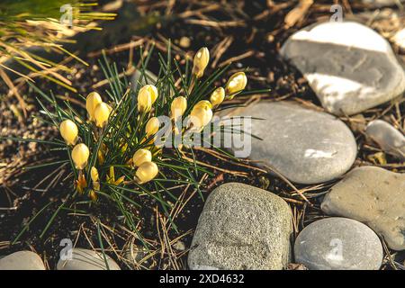 Gelbe Krokusse (KroÊŠkÉ) blühen zwischen Gras und Felsen unter Sonnenlicht, was auf den Beginn des Frühlings hindeutet Stockfoto