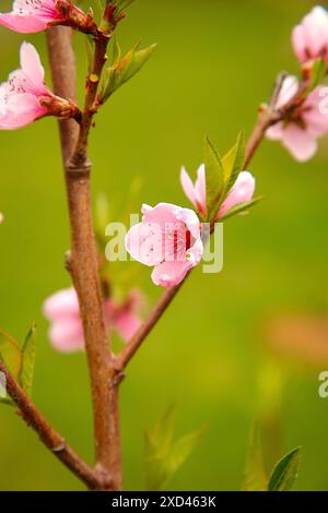 Nahaufnahme von rosa Blüten (Persici-Laube) auf einem Baumzweig vor grünem Hintergrund Stockfoto