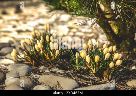 Gelbe Krokusse (KroÊŠkÉ), die zwischen Steinen auftauchen und in Sonnenlicht getaucht sind, stehen für den Beginn des Frühlings und die natürliche Schönheit Stockfoto