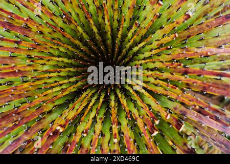 Nahaufnahme einer puya (Bromelia) Pflanze im Cajas Natonal Park im Andenhochland Ecuadors, Südamerika Stockfoto