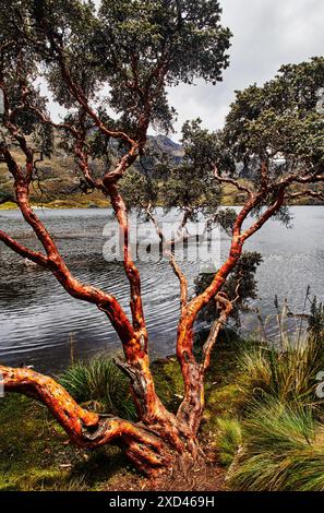 Queñua oder Papierbaum (Polylepis) mit Blick auf einen See in den mittleren und hohen Lagen der tropischen Anden. Cajas-Nationalpark, Cuenca, Ecuador, Stockfoto