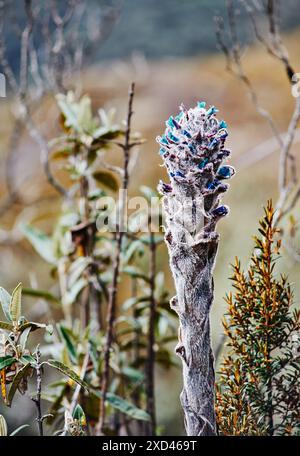 Nahaufnahme einer puya (Bromelia) Pflanze, die kurz vor der Blüte im Cajas Natonal Park im Andenhochland Ecuadors (Südamerika) steht Stockfoto