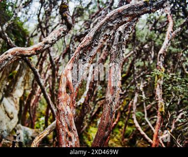 Queñua oder Papierbaumwald (Polylepis) in den mittleren und hohen Lagen der tropischen Anden. Cajas National Park, Cuenca, Ecuador, South Ameri Stockfoto