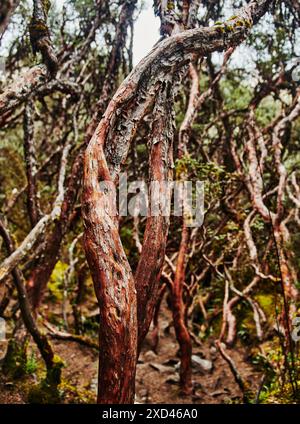 Queñua oder Papierbaumwald (Polylepis) in den mittleren und hohen Lagen der tropischen Anden. Cajas National Park, Cuenca, Ecuador, South Ameri Stockfoto