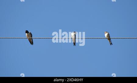 Dorfschwalben sitzen im Sommer auf Stromleitungen. Stockfoto