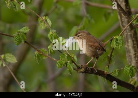 Eurasischer Zorn (Troglodytes troglodytes) ausgewachsener Vogel auf einem Haselbaumzweig mit einer Feder im Schnabel für Nistmaterial, England, Vereinigtes Königreich Stockfoto