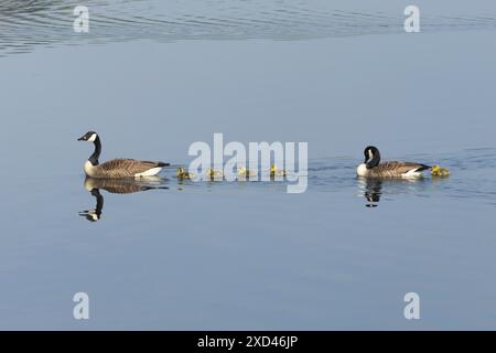 Kanadische Gänse (Branta canadensis) Familie von zwei erwachsenen Vögeln und fünf Jungvögeln auf einem See, England, Vereinigtes Königreich Stockfoto