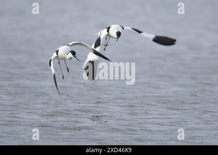 Pied avocet (Recurvirostra avosetta) zwei Erwachsene Vögel im Flug über einer Lagune, England, Vereinigtes Königreich Stockfoto