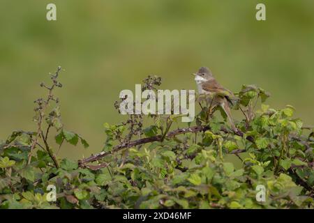 Gemeiner Weißroat (Sylvia communis) ausgewachsener Vogel in einem Bramble-Busch, England, Vereinigtes Königreich Stockfoto