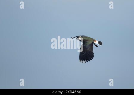 Northern Lapwing (Vanellus vanellus) erwachsener Vogel im Flug gegen einen blauen Himmel, England, Vereinigtes Königreich Stockfoto