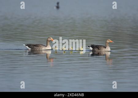 Graugans (Anser anser) Familie von zwei erwachsenen Vögeln und vier Jungvögeln auf einem See, England, Vereinigtes Königreich Stockfoto