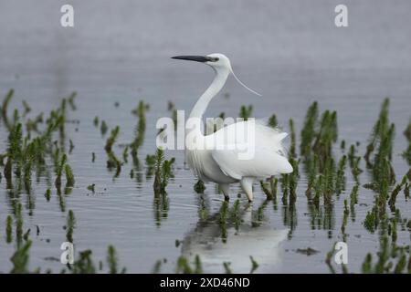 Kleiner Reiher (Egretta garzetta) ausgewachsener Vogel in einer flachen Wasserlagune, England, Vereinigtes Königreich Stockfoto