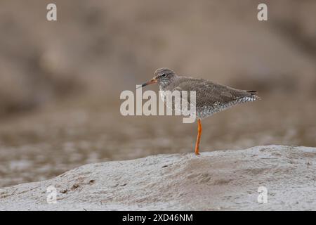 Rotschenkel (Tringa totanus), erwachsener Vogel, der auf einem Wattenmeer an der Küste steht, England, Vereinigtes Königreich Stockfoto