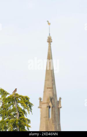 Singdrossel (Turdus philomelos) erwachsener männlicher Vogel, der im Frühjahr von einer Tanne singt, mit einem Kirchturm im Hintergrund, England, Vereinigtes Königreich Stockfoto