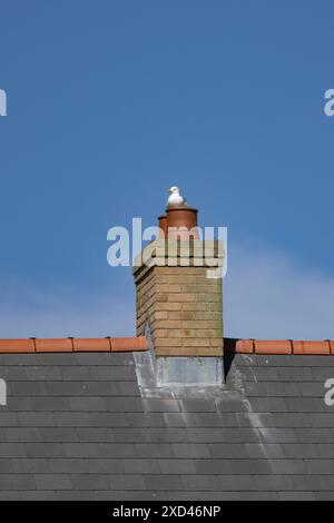 Heringsmöwe (Larus argentatus), Erwachsener Vogel, der auf einem städtischen Schornsteintopf sitzt, England, Vereinigtes Königreich Stockfoto