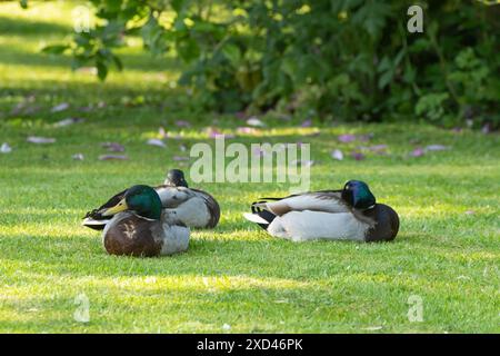 Stockenten (Anas platyrhynchos) drei ausgewachsene männliche Vögel auf einem Gartenrasen, England, Vereinigtes Königreich Stockfoto