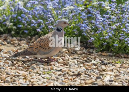 Schildkrötentaube (Streptopelia turtur) erwachsener Vogel auf einem urbanen Gartenschindelpfad, England, Vereinigtes Königreich Stockfoto