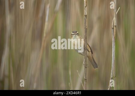 Seggenkeuscher (Acrocephalus schoenobaenus) erwachsener Vogel im Schilf, England, Vereinigtes Königreich Stockfoto