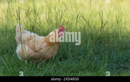 Freilandfreund Orpington-Hühner, die sich durch das Gras einer Bio-Farm in der Nähe von Raeford North Carolina schleichen, mit einem Kopierraum darüber. Stockfoto