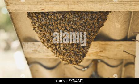 Ein Bienenstock hat sich an der Scheune befestigt. Stockfoto