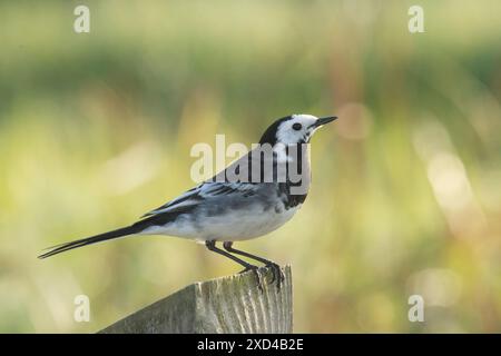 Rattenbachtel steht auf einem Pfosten, Profil, May, Norfolk, Motacilla alba Stockfoto
