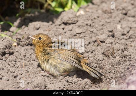 Robin sonnt sich in einem Staubbad auf dem Boden auf dem Boden, der seinen Körper aufbläht, Erithacus rubecula, Großbritannien Stockfoto