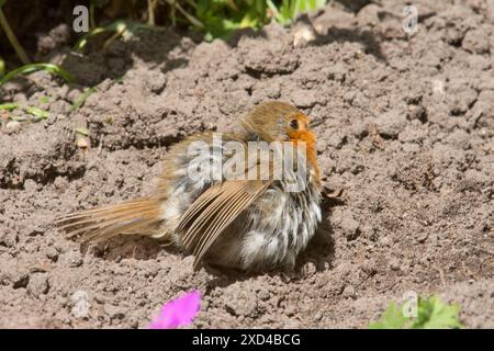 Robin sonnt sich in einem Staubbad auf dem Boden auf dem Boden, der seinen Körper aufbläht, Erithacus rubecula, Großbritannien Stockfoto