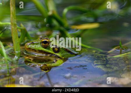 Grüner Frosch in einem Wasserbecken Stockfoto