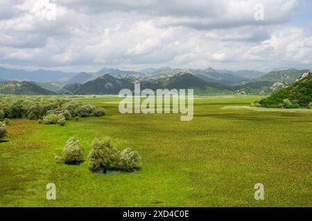 Blick auf die Feuchtgebiete in Richtung des Skadar-Sees in Montenegro Stockfoto