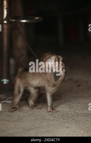 Ein trauriger Affe wurde angekettet Stockfoto