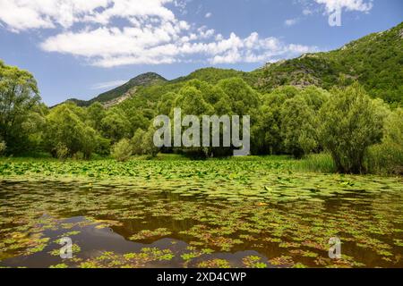 Blick auf die Feuchtgebiete in Richtung des Skadar-Sees in Montenegro Stockfoto