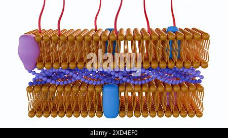 3D-Rendering gramnegativer Bakterien, haben eine dünne Peptidoglykan-Zellwand Stockfoto