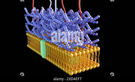 3D-Rendering gram-positiver Bakterien haben eine dicke Peptidoglykanschicht und keine äußere Lipidmembran Stockfoto