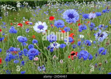 Centaurea cyanus, blaue Bachelor-Knopf-Kornblume in Blüte. Stockfoto