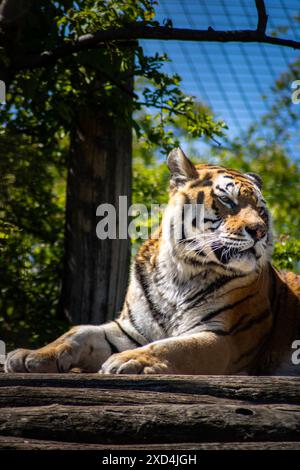 Tiger im zoo Stockfoto