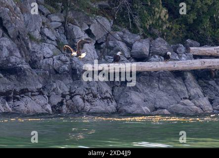 Campbell River CAN, Kanada / Kanada, Urlaubseindruecke und Sehenswuerdigkeiten, Wildlife Watching Campbell River, 19.06.2024. Weisskopfseeadler Weißkopfadler. CAN, Kanada / Kanada, Urlaubseindruecke und Sehenswuerdigkeiten, Wildlife Watching Campbell River, 19.06.2024. *** Campbell River CAN, Kanada Kanada, Urlaub Eindrücke und Sehenswürdigkeiten, Wildtierbeobachtung Campbell River, 19 06 2024 bald Eagle CAN, Kanada Kanada, Urlaub Eindrücke und Sehenswürdigkeiten, Wildtierbeobachtung Campbell River, 19 06 2024 Copyright: XEibner-Pressefoto/HeikexFeinerx EP HFR Stockfoto