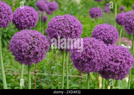 Violettes Allium Giganteum oder Riesenzwiebel oder Zierzwiebeln in Blüte, Stockfoto